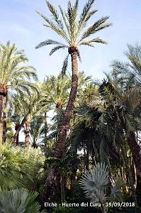 19 ELCHE HUERTO DEL CURA (67)